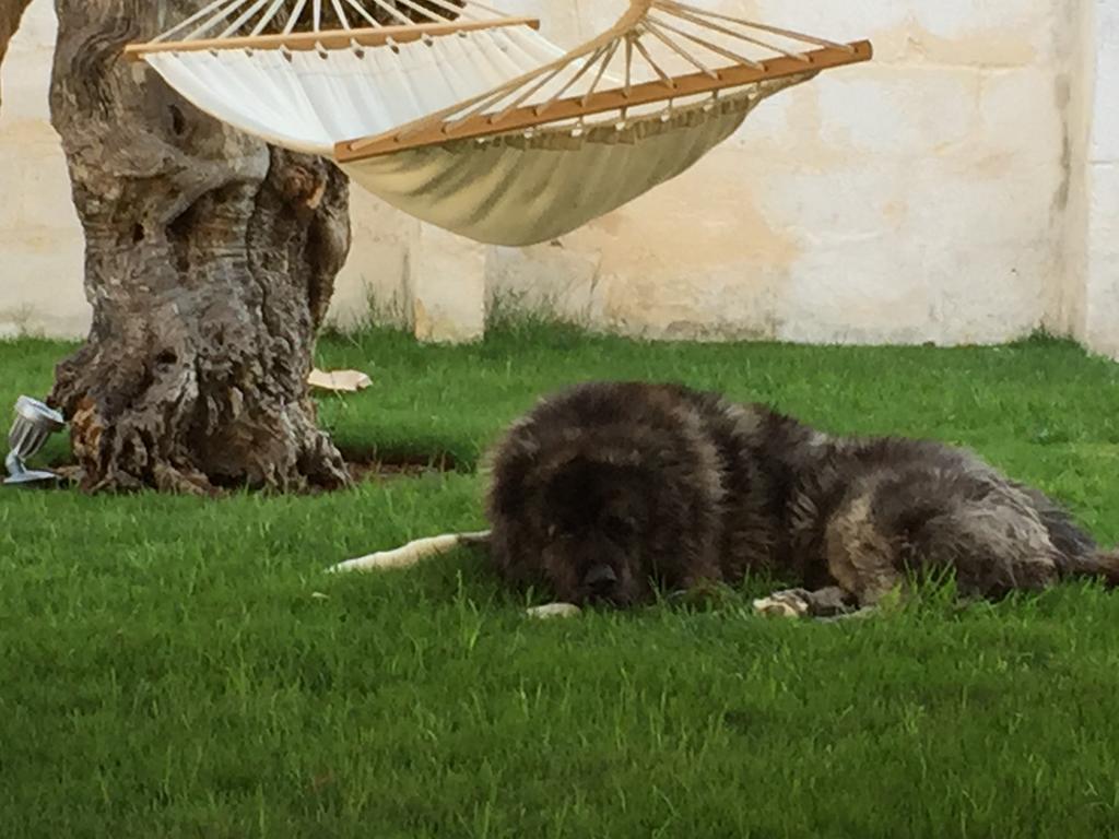 Masseria Torre Del Diamante Торе Кане Екстериор снимка